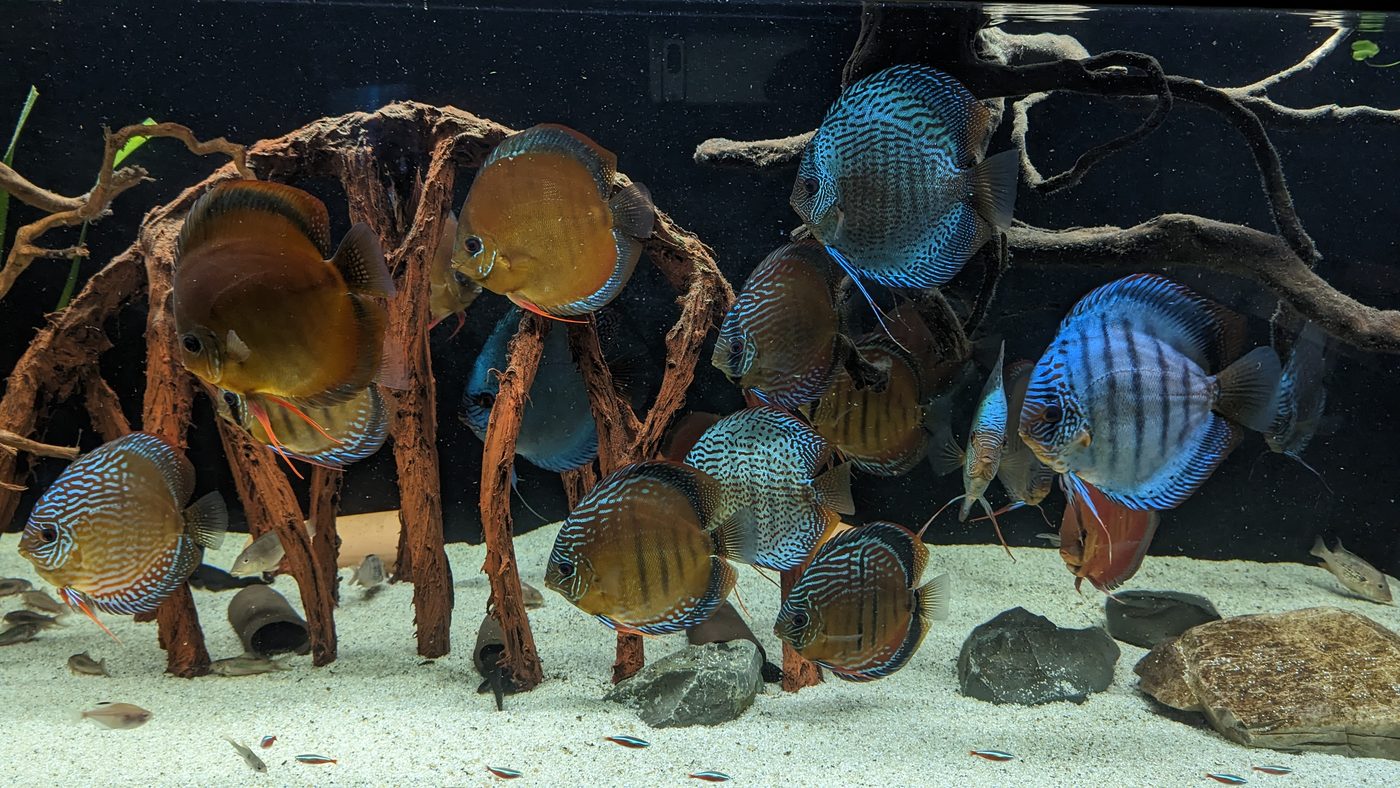 Diskus Nachzuchten im Aquarium