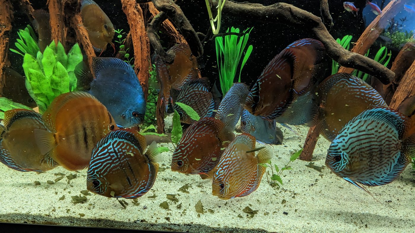 Diskus Gruppe im bepflanzten Aquarium mit Vallisnerien und Mangrovenwurzeln