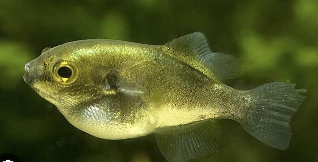 Goldkugelfisch