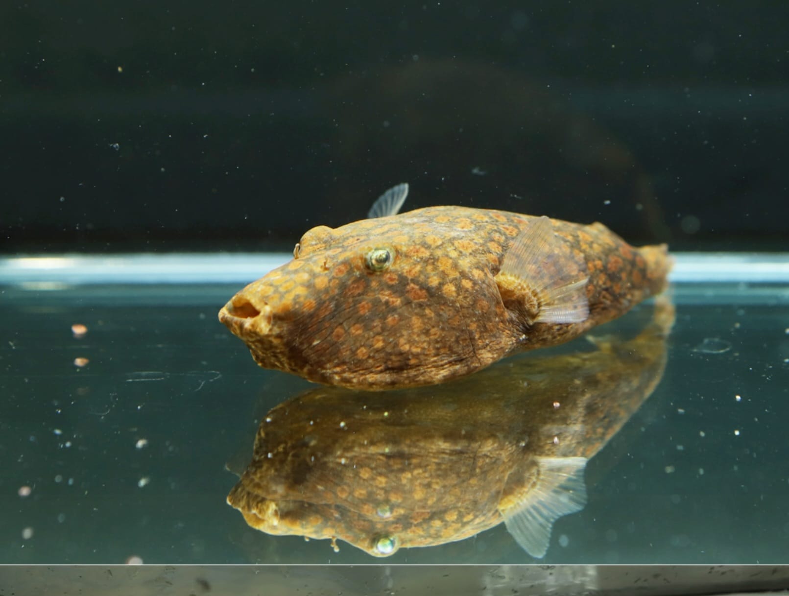 Kongo-Kofferkugelfisch