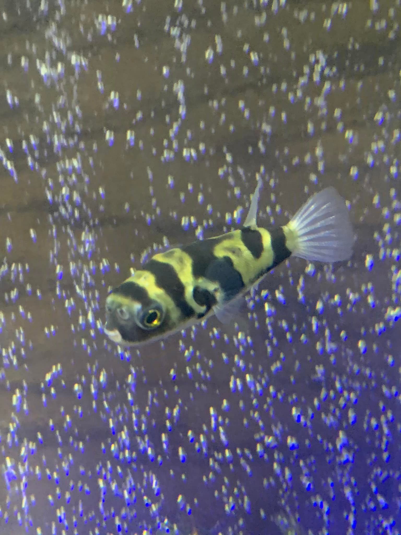 Asselkugelfisch
