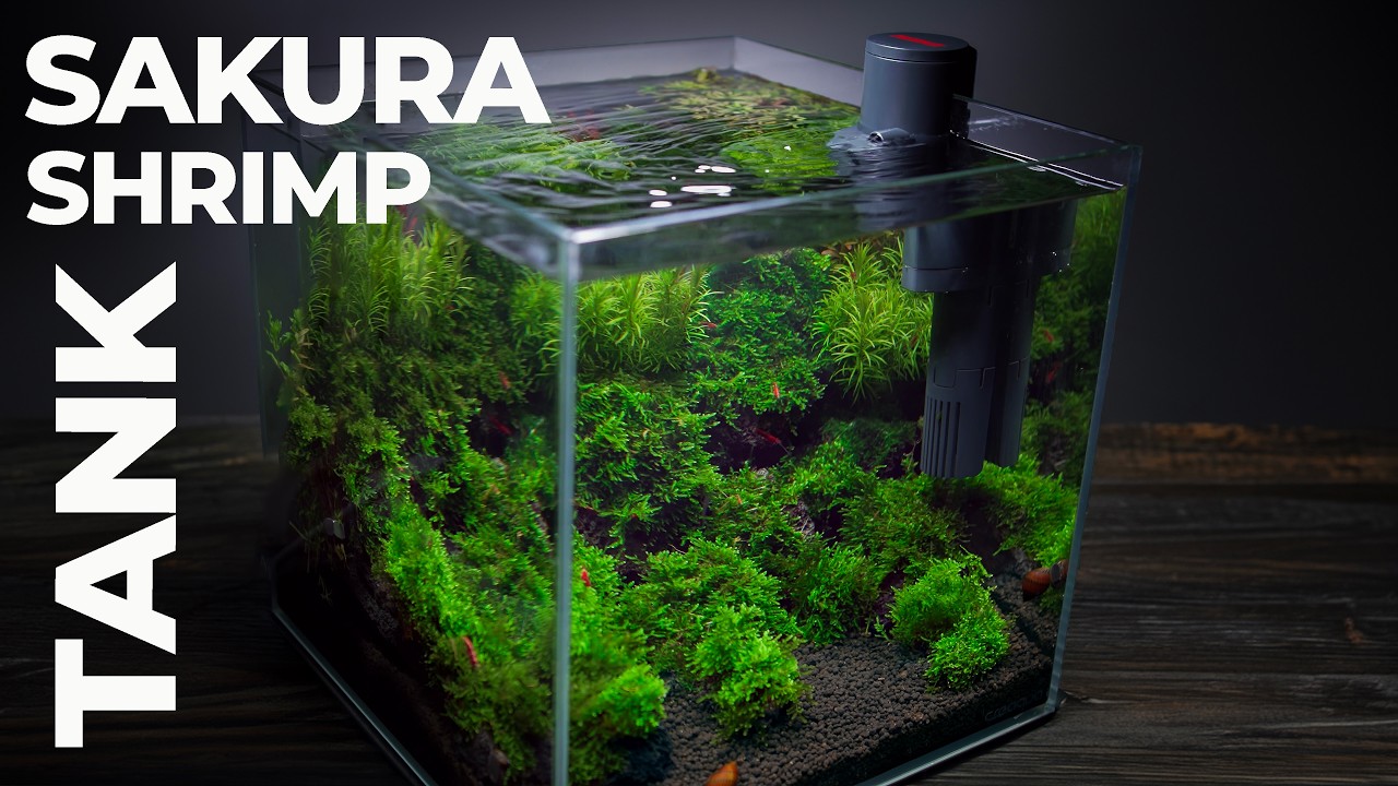 Eheim AquaCompact 60: Externe Filteranlage für Nano-Aquarien