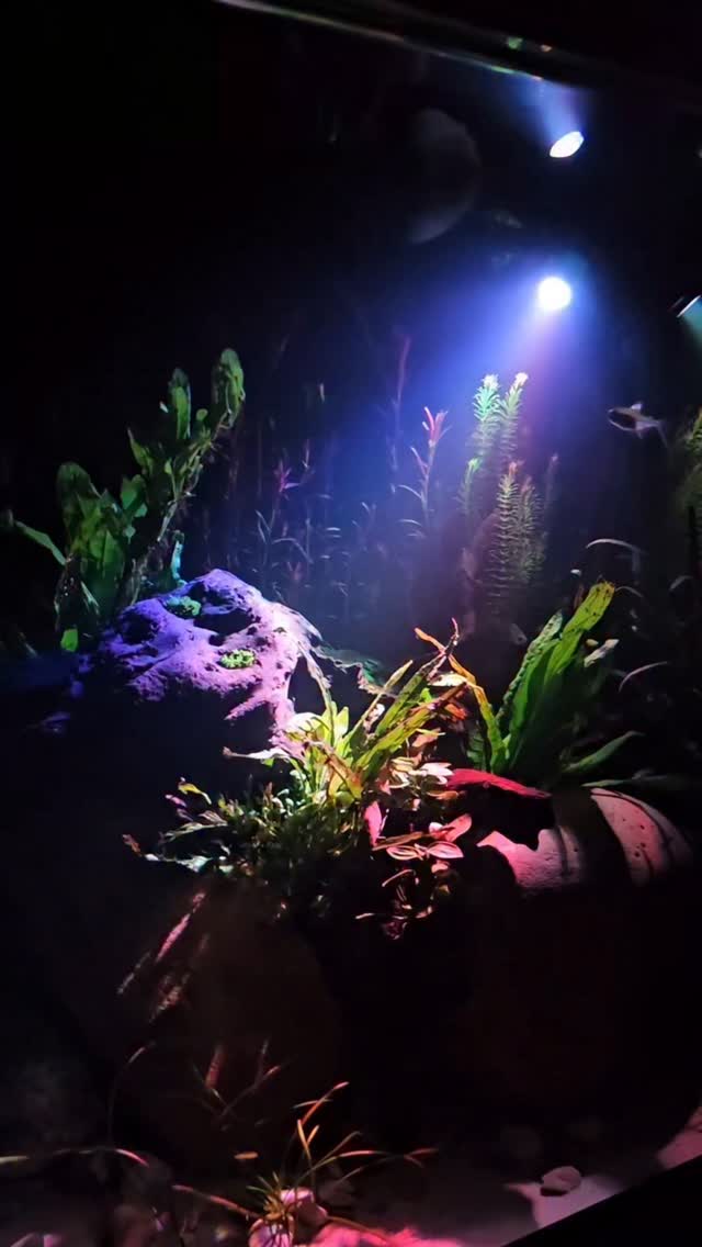 Fluval Prism 2.0: Dramatische Lichteffekte im Planted Tank